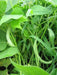 Contender Bean Seed  ( Phaseolus vulgaris-BUSH)  Ready in 40 to 45 days - Caribbean garden seed