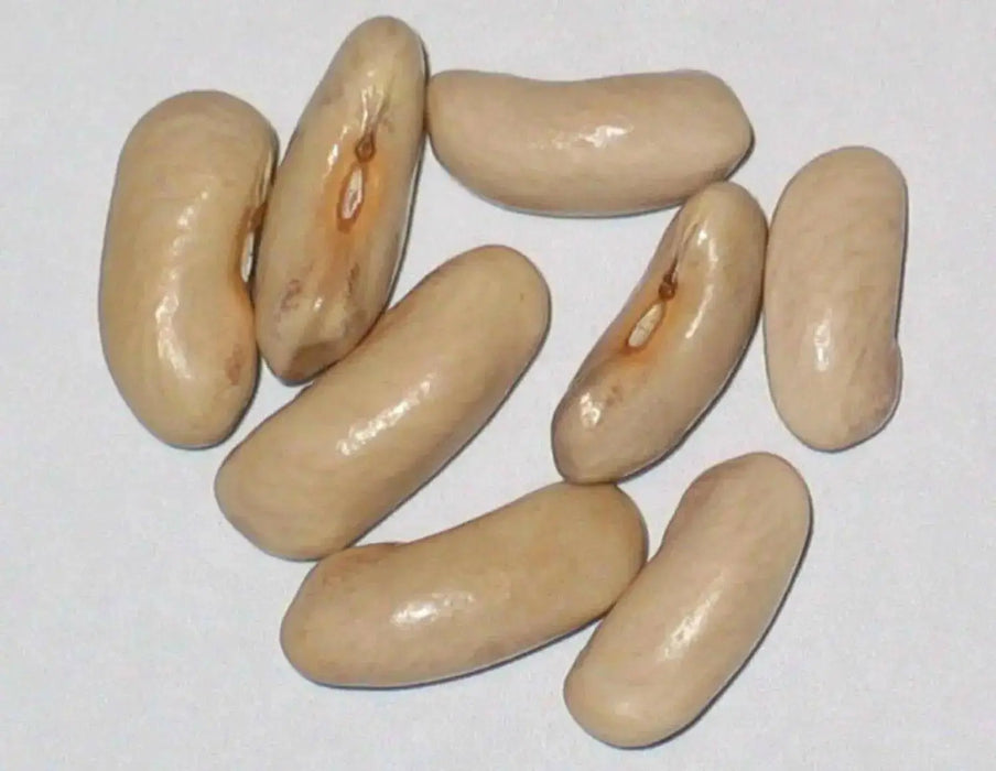 Contender Bean Seed  ( Phaseolus vulgaris-BUSH)  Ready in 40 to 45 days - Caribbean garden seed