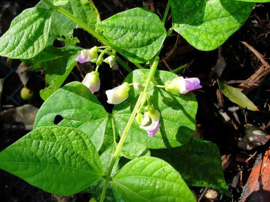Contender Bean Seed  ( Phaseolus vulgaris-BUSH)  Ready in 40 to 45 days - Caribbean garden seed