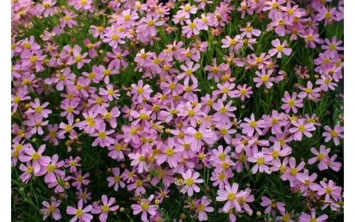 Coreopsis rosea Seeds - PINK THREADLEAF TICKSEED, AMERICAN DREAM - Caribbean garden seed