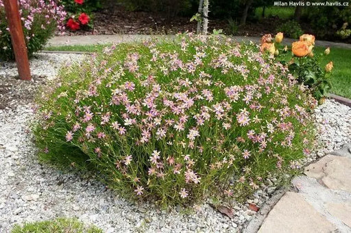 Coreopsis rosea Seeds - PINK THREADLEAF TICKSEED, AMERICAN DREAM - Caribbean garden seed