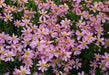 Coreopsis rosea Seeds - PINK THREADLEAF TICKSEED, AMERICAN DREAM - Caribbean garden seed