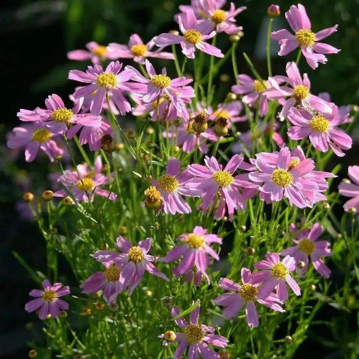 Coreopsis rosea Seeds - PINK THREADLEAF TICKSEED, AMERICAN DREAM - Caribbean garden seed