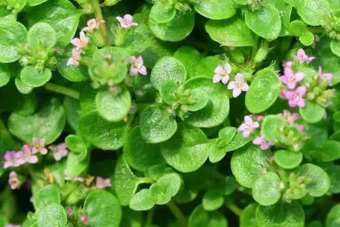 Corsican Mini SEEDS, Ornamental Mint Flower - Caribbean garden seed