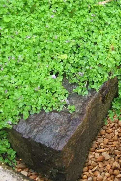 Corsican Mini SEEDS, Ornamental Mint Flower - Caribbean garden seed