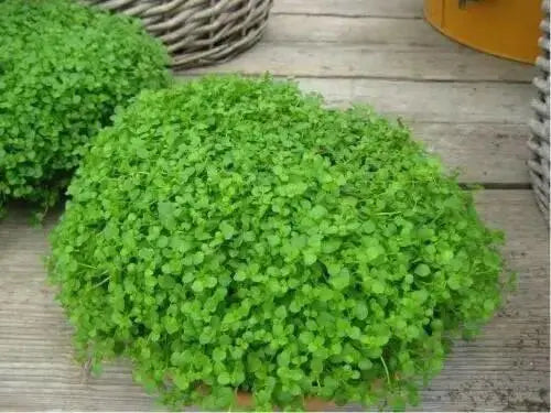 Corsican Mini SEEDS, Ornamental Mint Flower - Caribbean garden seed