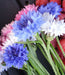 Cornflower Seeds, Tall Mixed, Bachelor's Buttons - Caribbean garden seed