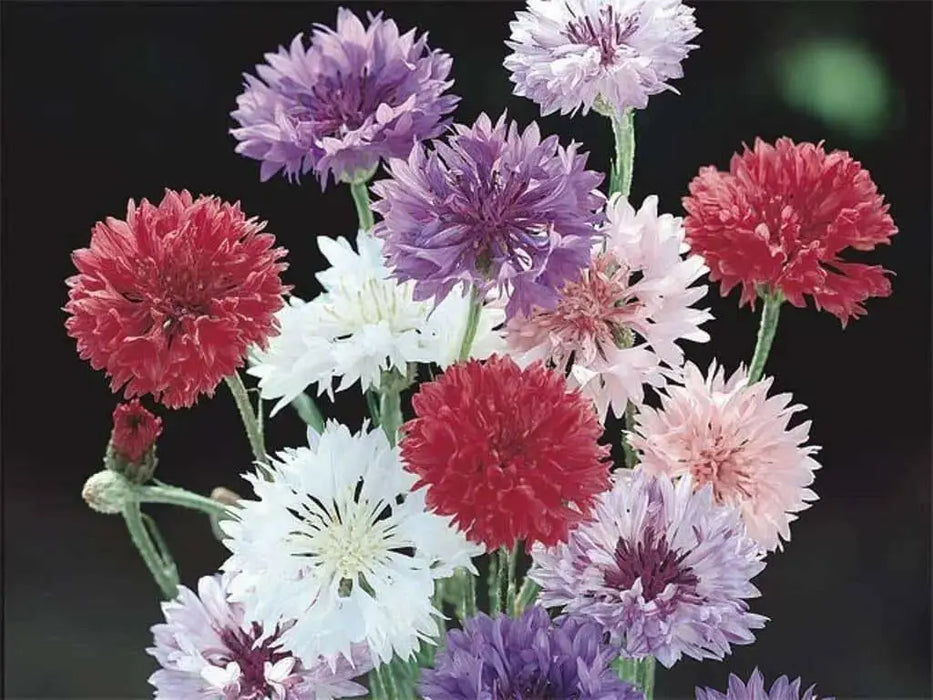 Cornflower Seeds, Tall Mixed, Bachelor's Buttons - Caribbean garden seed