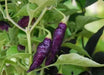 CONDOR'S BEAK Hot Pepper,seeds, (Capsicum chinense) very hot - Caribbean garden seed