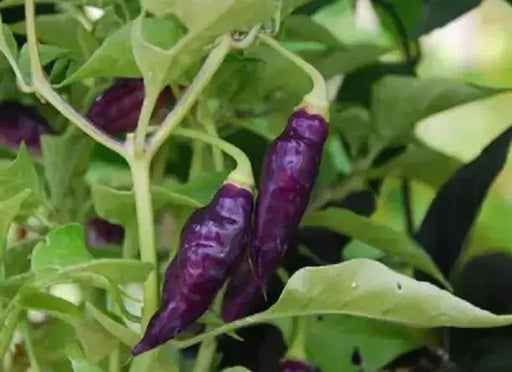 CONDOR'S BEAK Hot Pepper,seeds, (Capsicum chinense) very hot - Caribbean garden seed