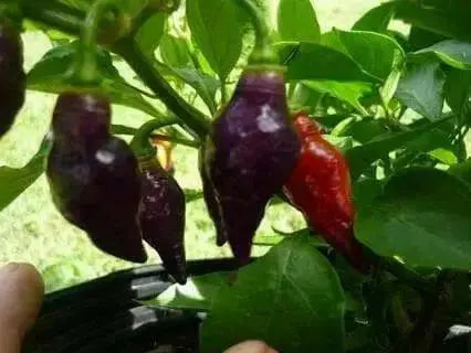 CONDOR'S BEAK Hot Pepper,seeds, (Capsicum chinense) very hot - Caribbean garden seed