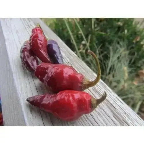 CONDOR'S BEAK Hot Pepper,seeds, (Capsicum chinense) very hot - Caribbean garden seed