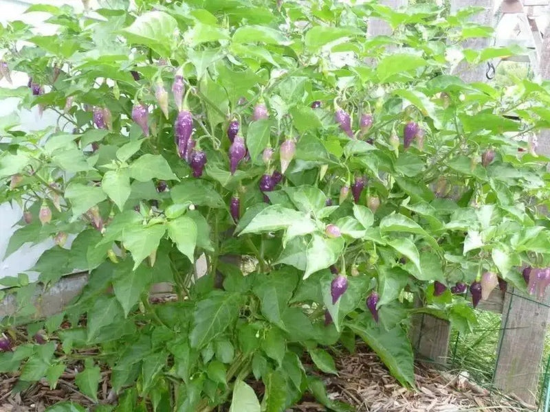 CONDOR'S BEAK Hot Pepper,seeds, (Capsicum chinense) very hot - Caribbean garden seed
