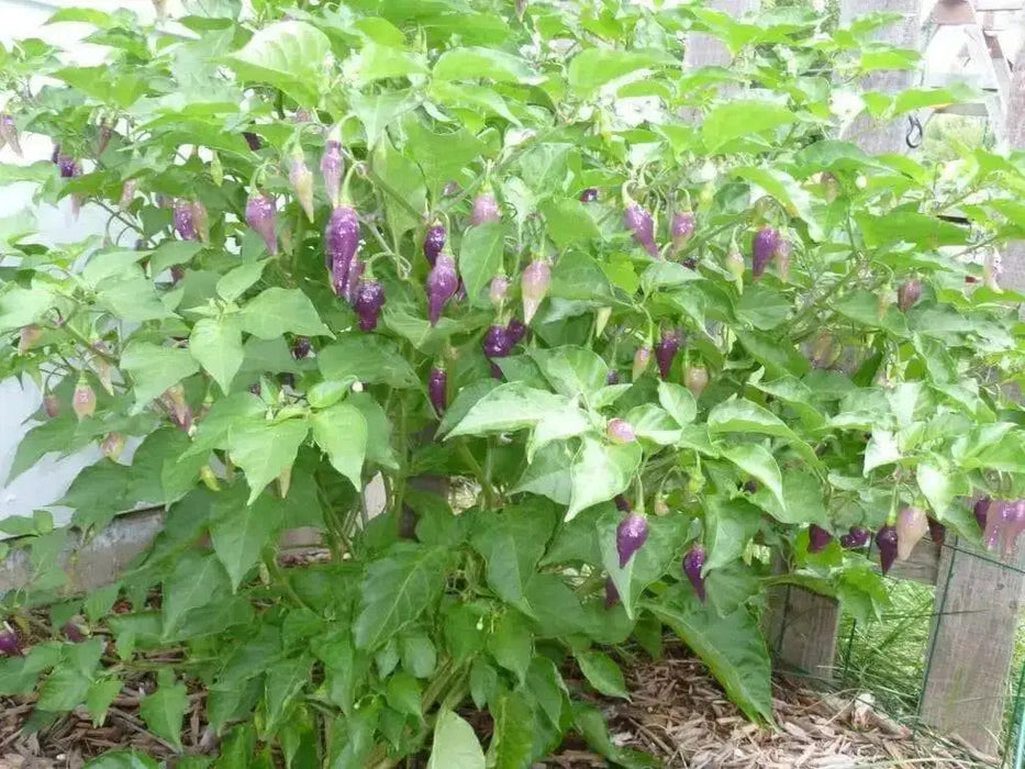 CONDOR'S BEAK Hot Pepper,seeds, (Capsicum chinense) very hot - Caribbean garden seed