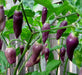 CONDOR'S BEAK Hot Pepper,seeds, (Capsicum chinense) very hot - Caribbean garden seed