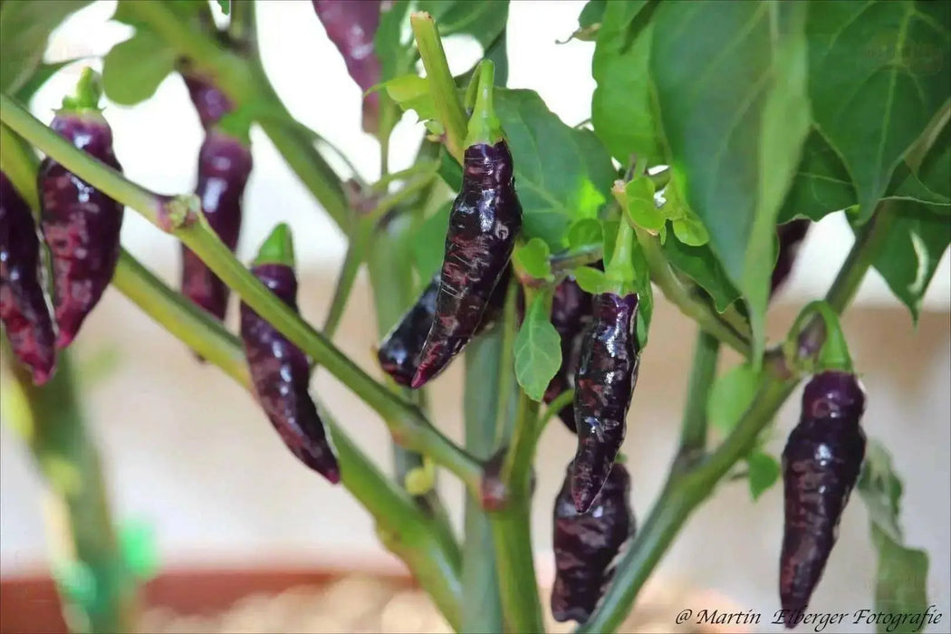 CONDOR'S BEAK Hot Pepper,seeds, (Capsicum chinense) very hot - Caribbean garden seed