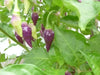 CONDOR'S BEAK Hot Pepper,seeds, (Capsicum chinense) very hot - Caribbean garden seed