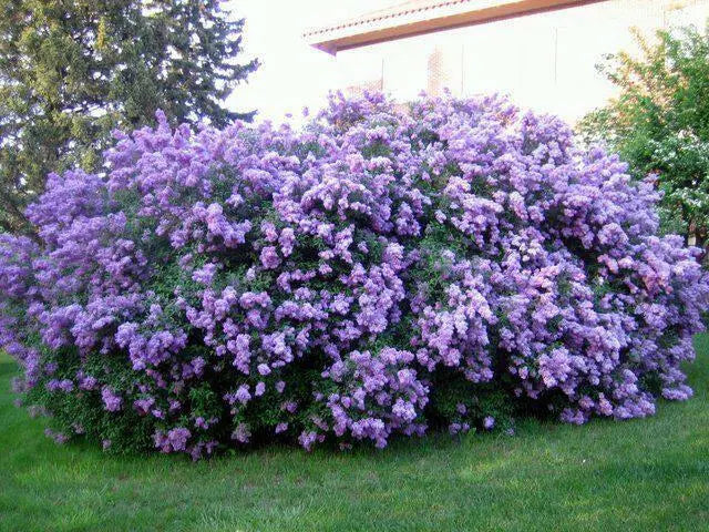 Common lilac bushes, LIVE SHRUB - Caribbean garden seed