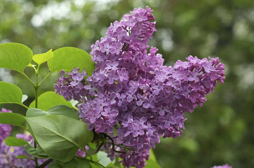 Common lilac bushes, LIVE SHRUB - Caribbean garden seed