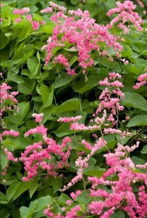 Coral vine , FLOWERS SEED, - Caribbean garden seed