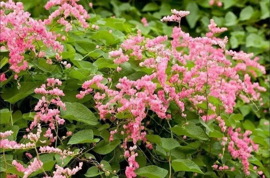 Coral vine , FLOWERS SEED, - Caribbean garden seed