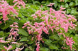 Coral vine , FLOWERS SEED, - Caribbean garden seed