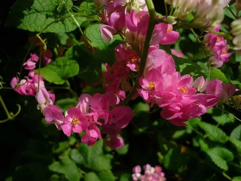 Coral vine , FLOWERS SEED, - Caribbean garden seed