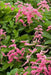 Coral vine , FLOWERS SEED, - Caribbean garden seed