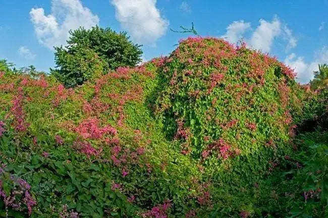 Coral vine , FLOWERS SEED, - Caribbean garden seed