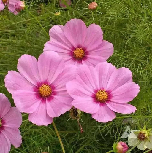COSMOS  Gloria ,Flowers SEED-Annual - Caribbean garden seed