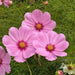 COSMOS  Gloria ,Flowers SEED-Annual - Caribbean garden seed