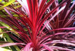 Cordyline LIVE PLANT, TROPICAL SHUB, PERENNIAL FLOIAGE - Caribbean garden seed
