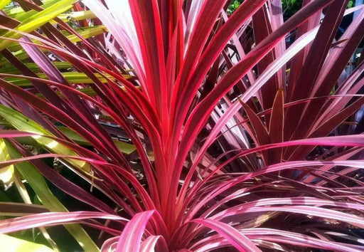 Cordyline LIVE PLANT, TROPICAL SHUB, PERENNIAL FLOIAGE - Caribbean garden seed