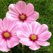 COSMOS  Gloria ,Flowers SEED-Annual - Caribbean garden seed