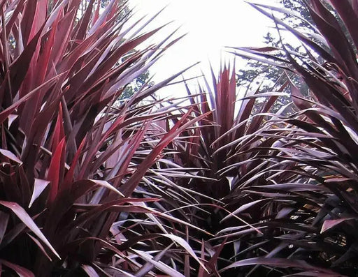 Cordyline LIVE PLANT, TROPICAL SHUB, PERENNIAL FLOIAGE - Caribbean garden seed