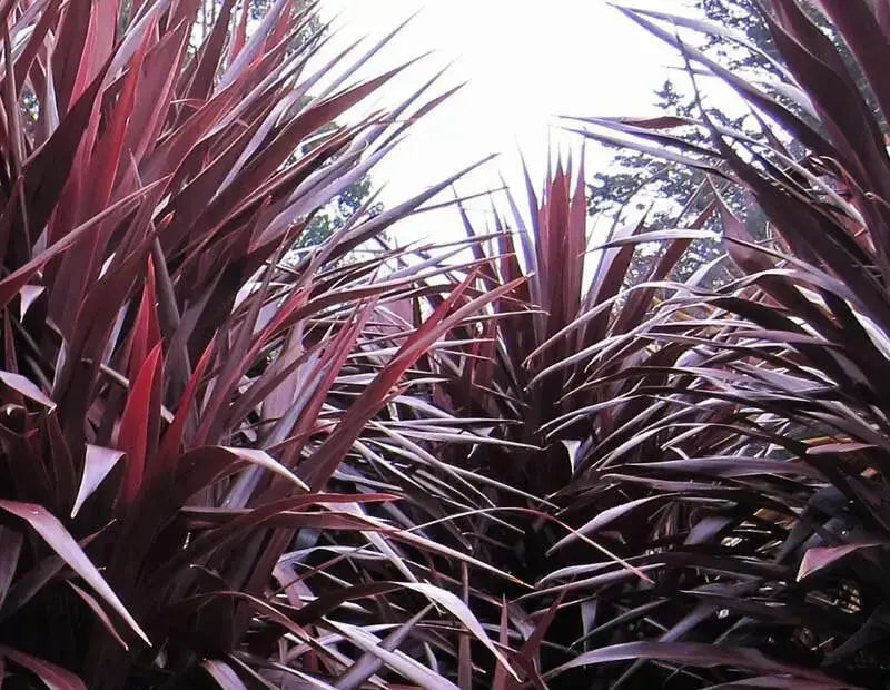 Cordyline LIVE PLANT, TROPICAL SHUB, PERENNIAL FLOIAGE - Caribbean garden seed
