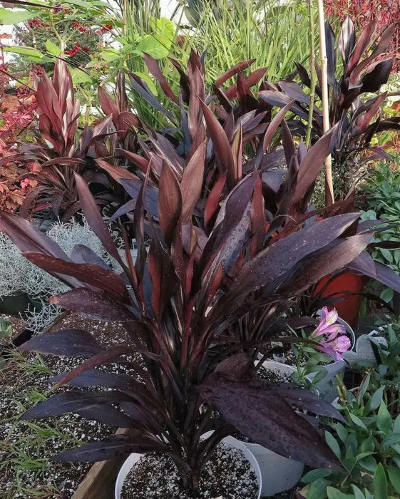 Cordyline LIVE PLANT, TROPICAL SHUB, PERENNIAL FLOIAGE - Caribbean garden seed
