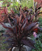 Cordyline LIVE PLANT, TROPICAL SHUB, PERENNIAL FLOIAGE - Caribbean garden seed