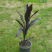 Cordyline LIVE PLANT, TROPICAL SHUB, PERENNIAL FLOIAGE - Caribbean garden seed