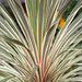 Cordyline LIVE PLANT, TROPICAL SHUB, PERENNIAL FLOIAGE - Caribbean garden seed