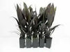 Cordyline LIVE PLANT, TROPICAL SHUB, PERENNIAL FLOIAGE - Caribbean garden seed