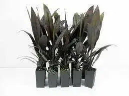 Cordyline LIVE PLANT, TROPICAL SHUB, PERENNIAL FLOIAGE - Caribbean garden seed