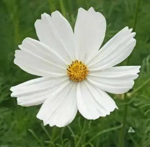 COSMOS  Flowers SEEDS - PURITY - Cosmos bipinnatus, Annual - Caribbean garden seed