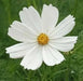 COSMOS  Flowers SEEDS - PURITY - Cosmos bipinnatus, Annual - Caribbean garden seed