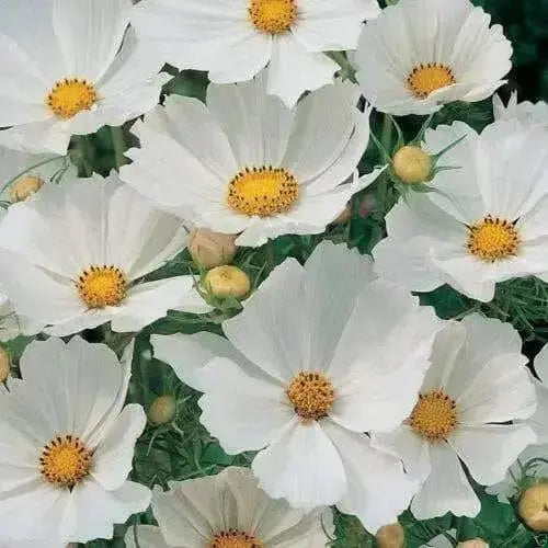 COSMOS  Flowers SEEDS - PURITY - Cosmos bipinnatus, Annual - Caribbean garden seed