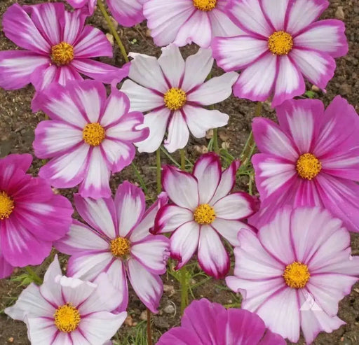 COSMOS  Candystripe, Flowers SEED- (Cosmos bipinnatus) Annual - Caribbean garden seed
