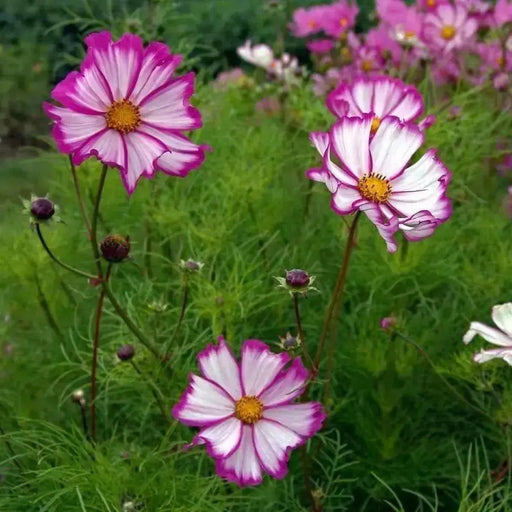 COSMOS  Candystripe, Flowers SEED- (Cosmos bipinnatus) Annual - Caribbean garden seed