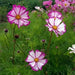 COSMOS  Candystripe, Flowers SEED- (Cosmos bipinnatus) Annual - Caribbean garden seed