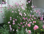 COSMOS  Candystripe, Flowers SEED- (Cosmos bipinnatus) Annual - Caribbean garden seed