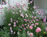COSMOS  Candystripe, Flowers SEED- (Cosmos bipinnatus) Annual - Caribbean garden seed